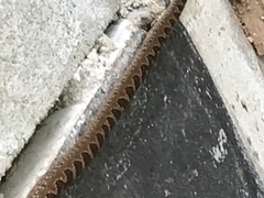 Leptodeira ashmeadii