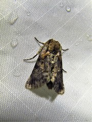 Abrostola microvalis