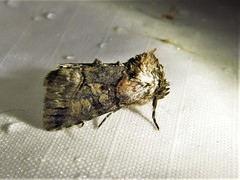 Abrostola microvalis