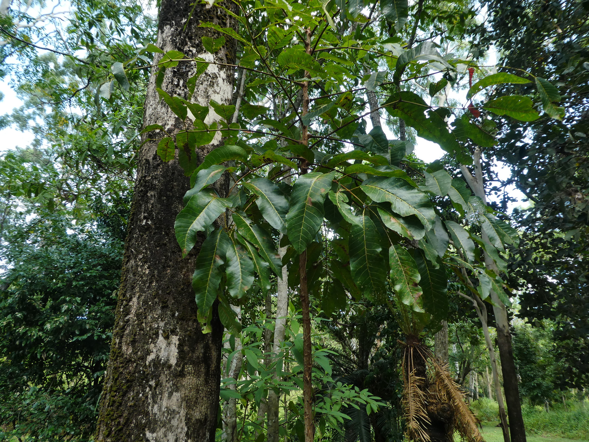 Canarium acutifolium