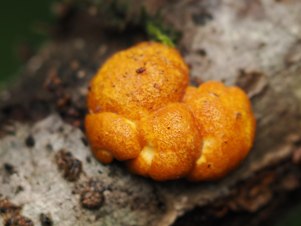Trichoderma sp. 'WA01'