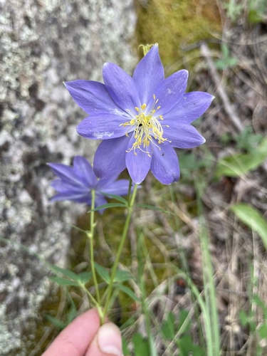 Colorado blue columbine (Aquilegia coerulea)