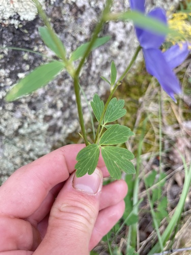 Aquilegia coerulea