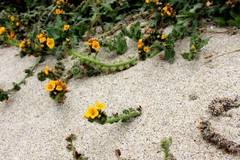 Amsinckia spectabilis