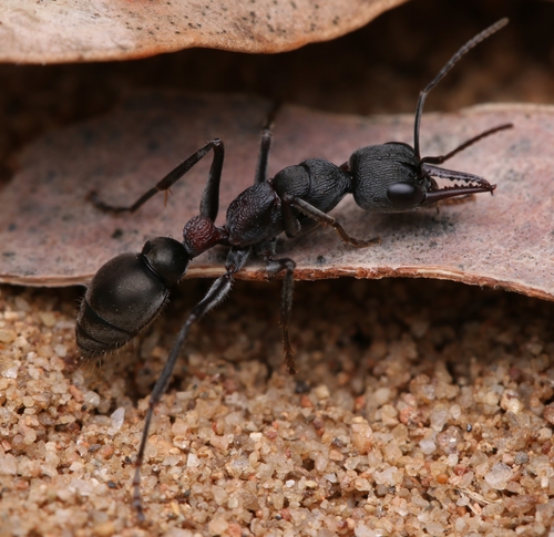 异色牛蚁Myrmecia dispar