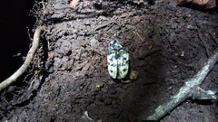 Ileomus distinguendus