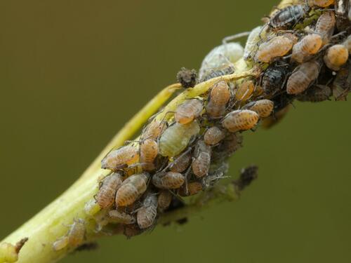 Lipaphis turritella