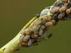Tower Mustard Aphid - Photo (c) Alexis Tinker-Tsavalas, some rights reserved (CC BY), uploaded by Alexis Tinker-Tsavalas