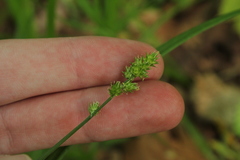 Carex sparganioides