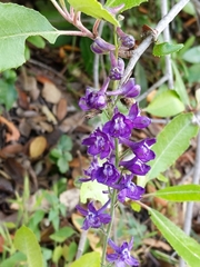 Delphinium hesperium