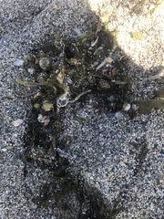Laminariaceae
