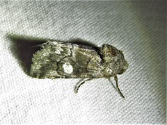 Copanarta aurea