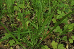 Carex sparganioides
