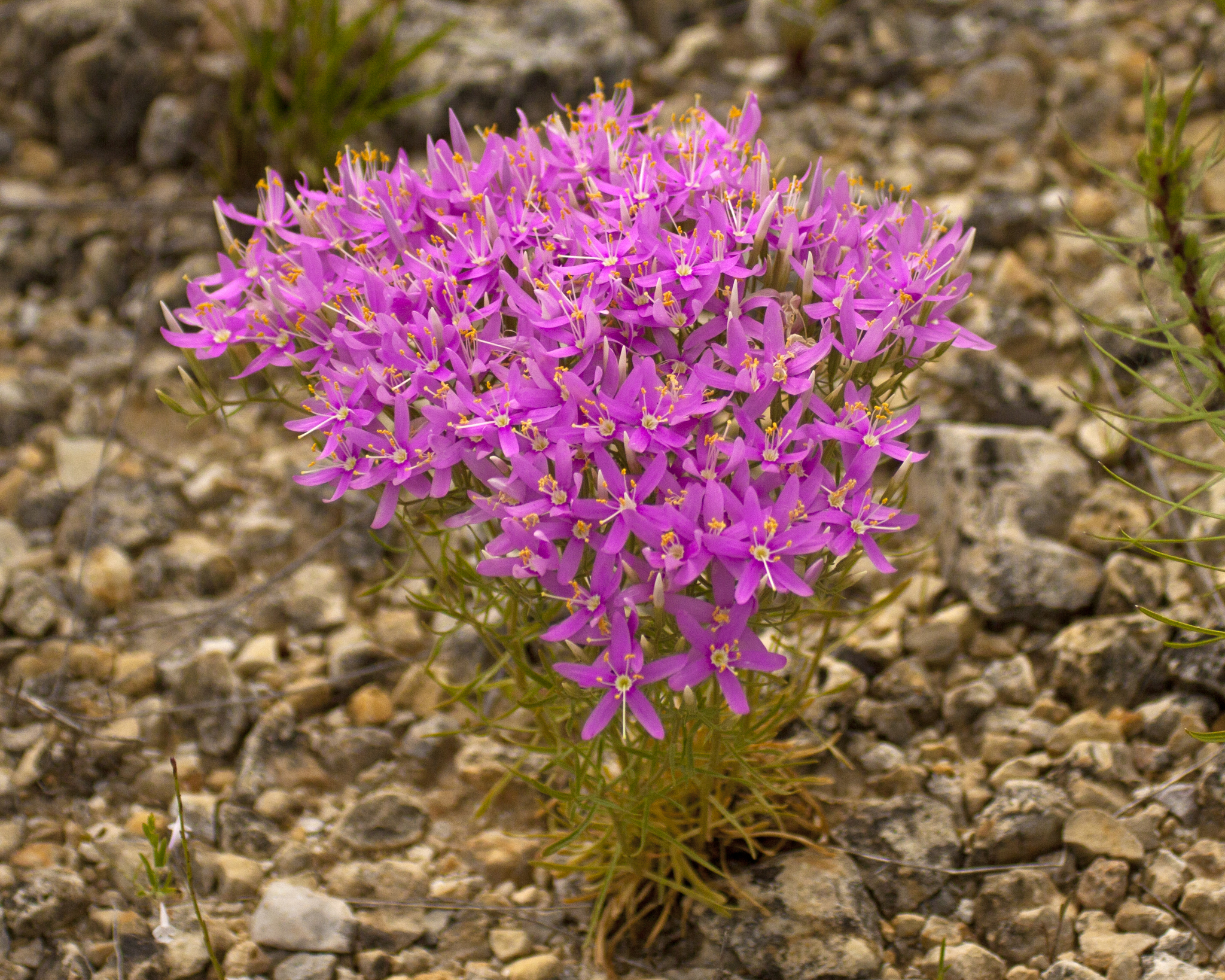 Zeltnera beyrichii
