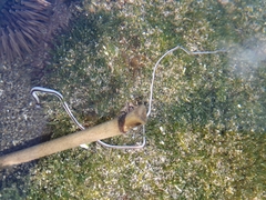 Baseodiscus hemprichii