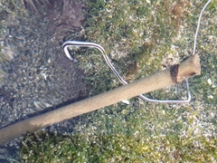 Baseodiscus hemprichii