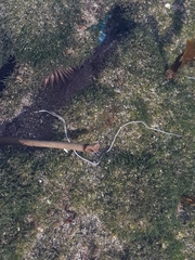 Baseodiscus hemprichii