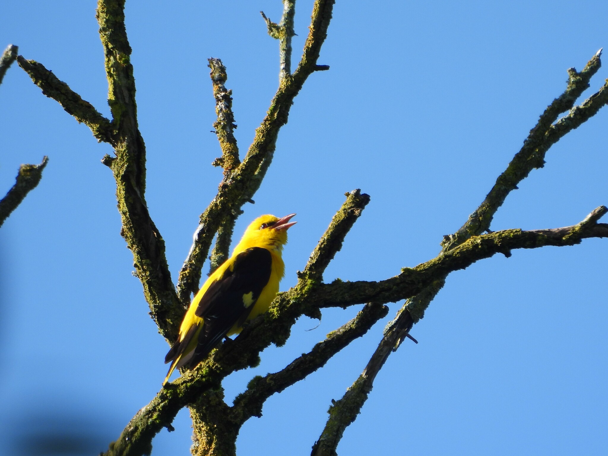 Eurasian Golden Oriole