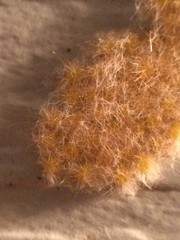 Monoleuca semifascia