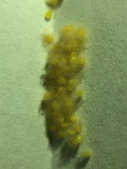 Monoleuca semifascia