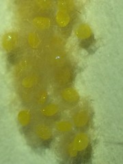 Monoleuca semifascia