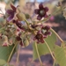 Brachychiton diversifolius - Photo (c) bailey_plants, algunos derechos reservados (CC BY-NC), subido por bailey_plants