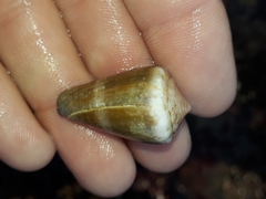 Conus lividus