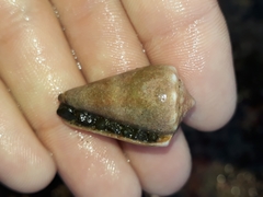 Conus lividus