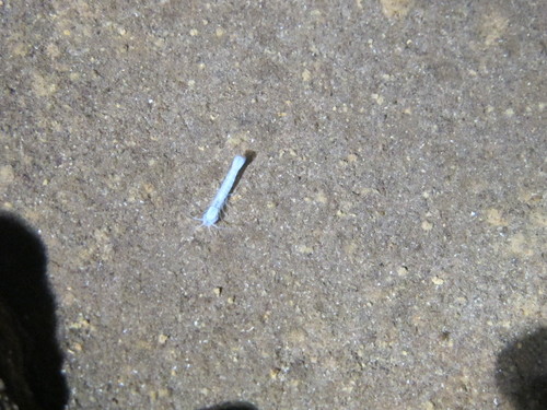 Stygiomysis cokei