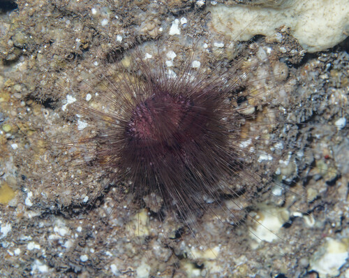 Lissodiadema purpureum, 2024-06-29