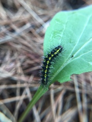 Gnophaela latipennis