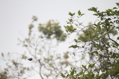 Petrochelidon pyrrhonota