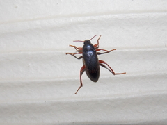 Lobopoda erythrocnemis