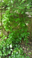 Schisandra glabra