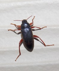 Lobopoda erythrocnemis