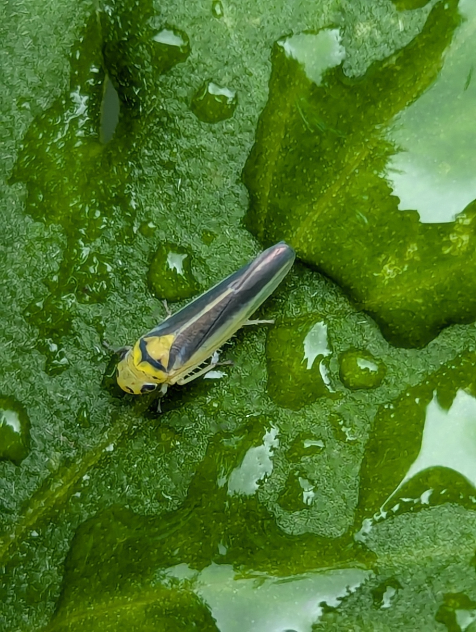 Kolla paulula | Insect Vectors of Plant Disease