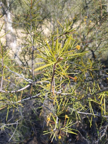 Image of Acacia tetragonophylla by (c) maxark, some rights reserved (CC BY)