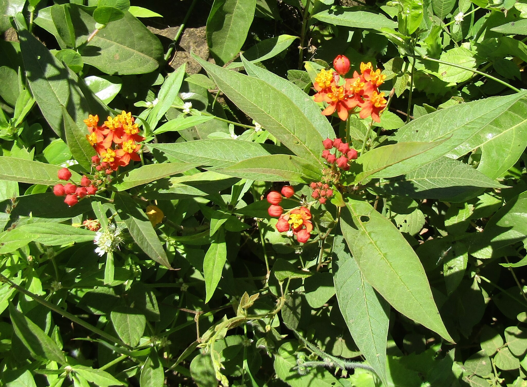 Asclepias curassavica