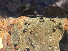 Littorinimorpha