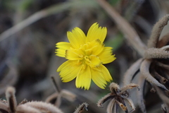 Hedypnois rhagadioloides