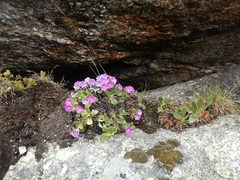 Primula hirsuta