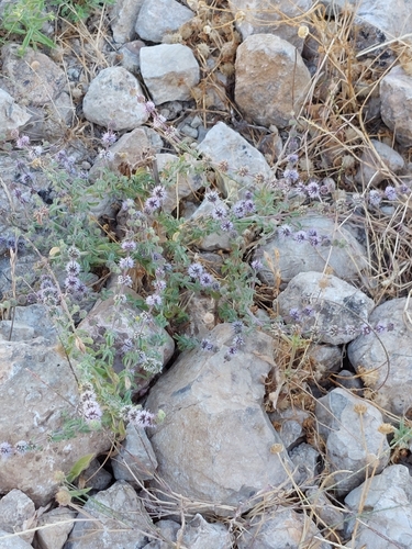 Avistamiento Mentha pulegium