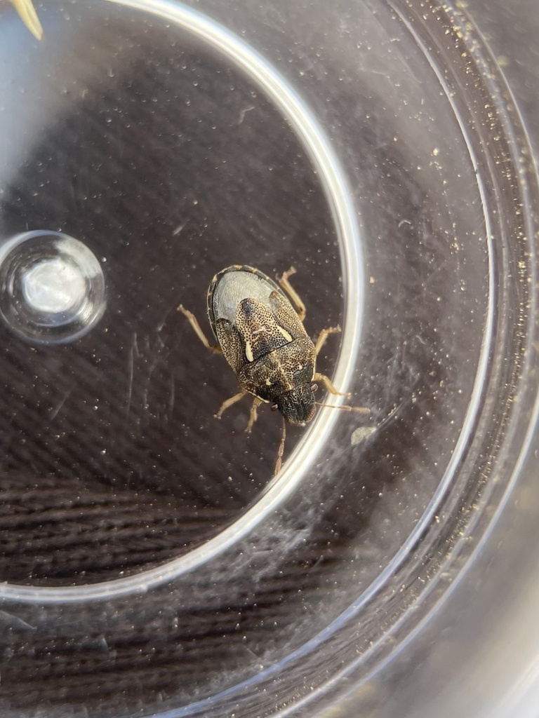 Neottiglossa tumidifrons