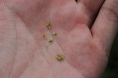 Carex cephalophora