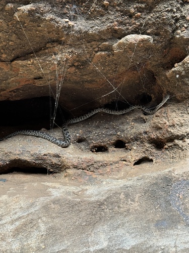 Spotted Python sighting