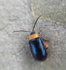 Asphaera abdominalis