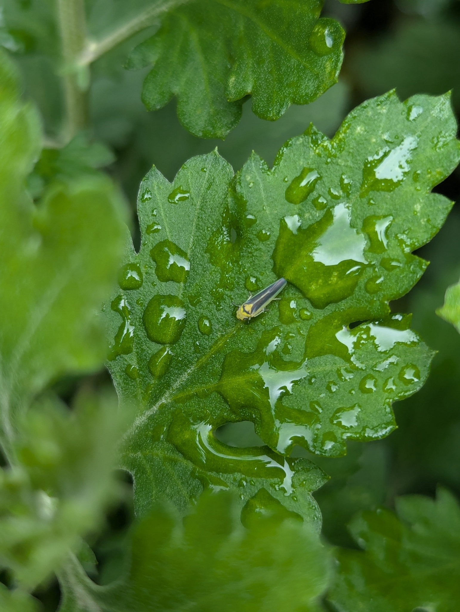 Kolla paulula | Insect Vectors of Plant Disease
