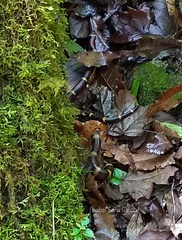 Lampropeltis annulata