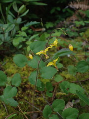 Vancouveria chrysantha