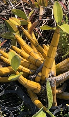 Myrmecophila tibicinis